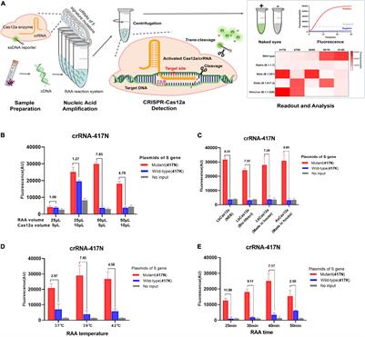 Combination of Isothermal Recombinase-Aided Amplification and CRISPR-Cas12a-Mediated Assay for Rapid Detection of Major Severe Acute Respiratory Syndrome Coronavirus 2 Variants of Concern